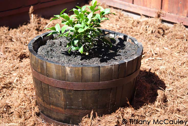 How To Fix An Old Wine Barrel Planter