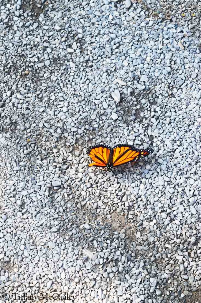 A butterfly on the gravel ground inside the butterfly garden.