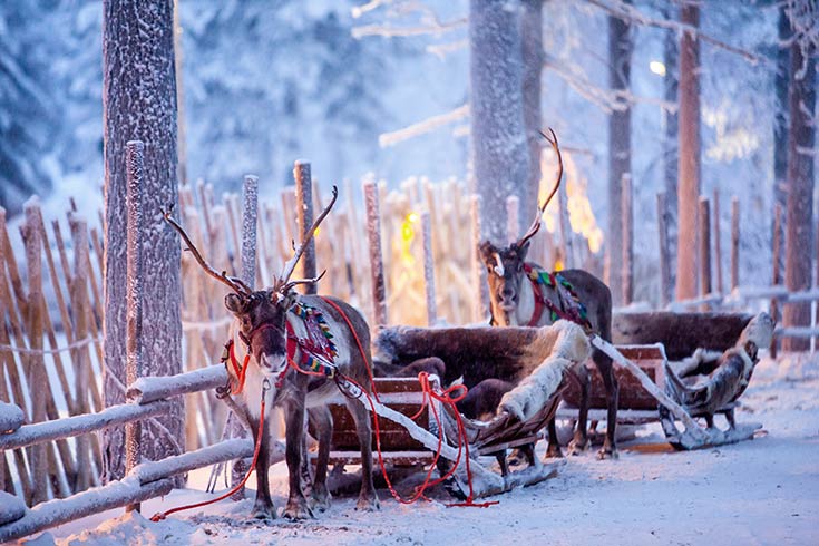 Two reindeer with sleighs in the snow.
