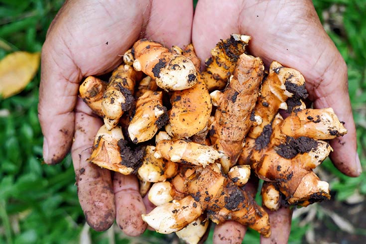 Hands holding freshly harvested ginger root. - How To Grow Ginger Indoors.