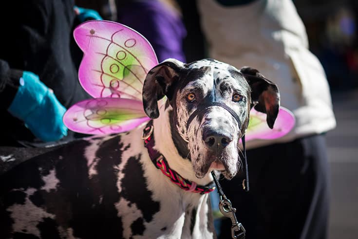 A dog in fairy wings at the Anoka halloween parade.