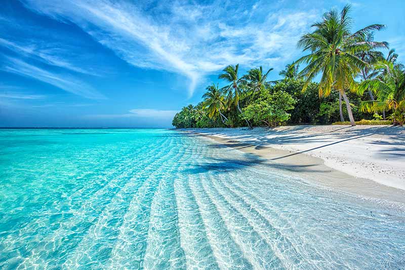 A coastal beach with palm trees.